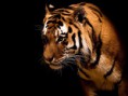 /album/fotogaleria/wallpapers-windows-7-tiger-big-cat-jpg/